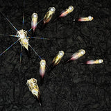 Title Molten Gold Nightberry | Baroque Pearl Art Series Press-On Nails